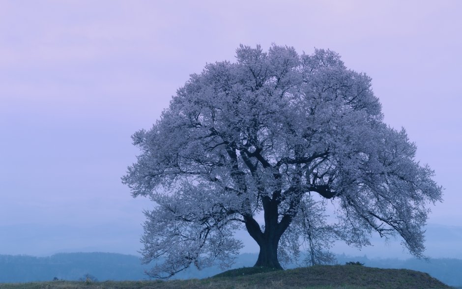 Красивое одинокое дерево