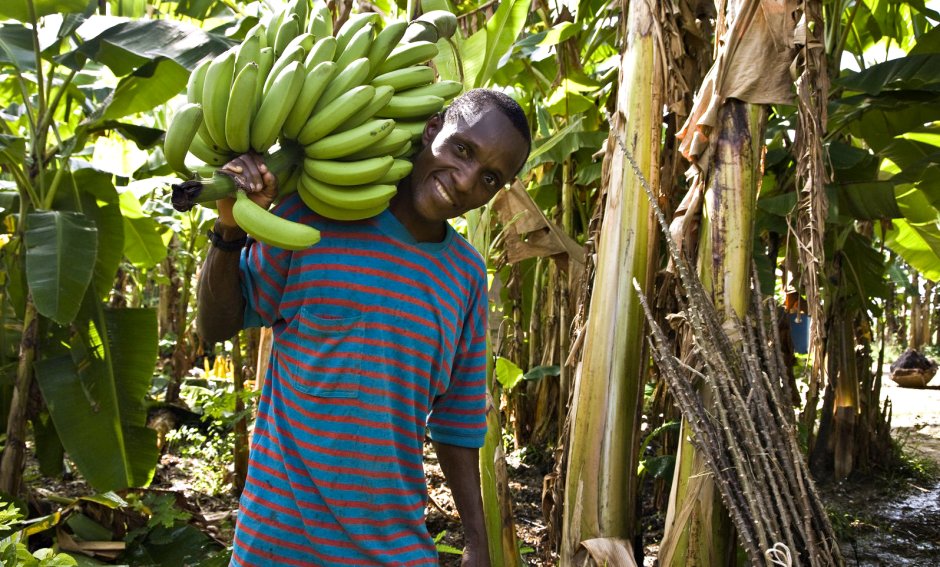 Банановые плантации в Эквадоре