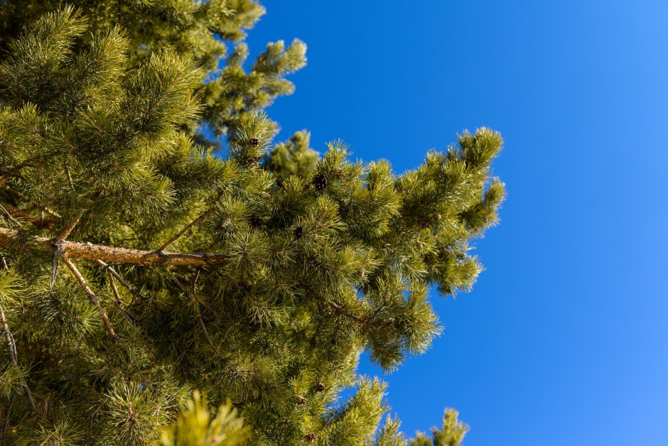 Pinus елка Беркшире 2.4