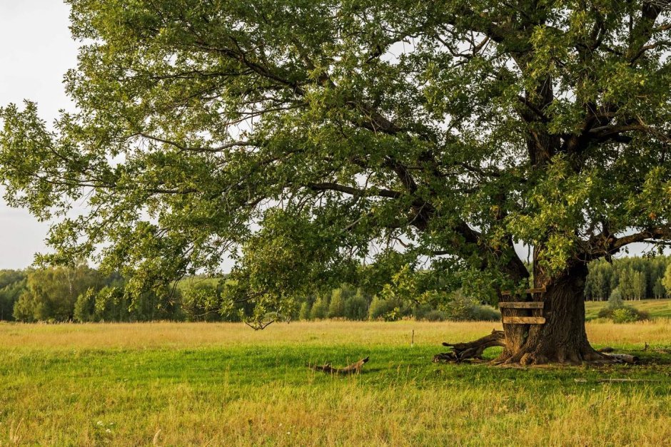 Национальное дерево Татарстана