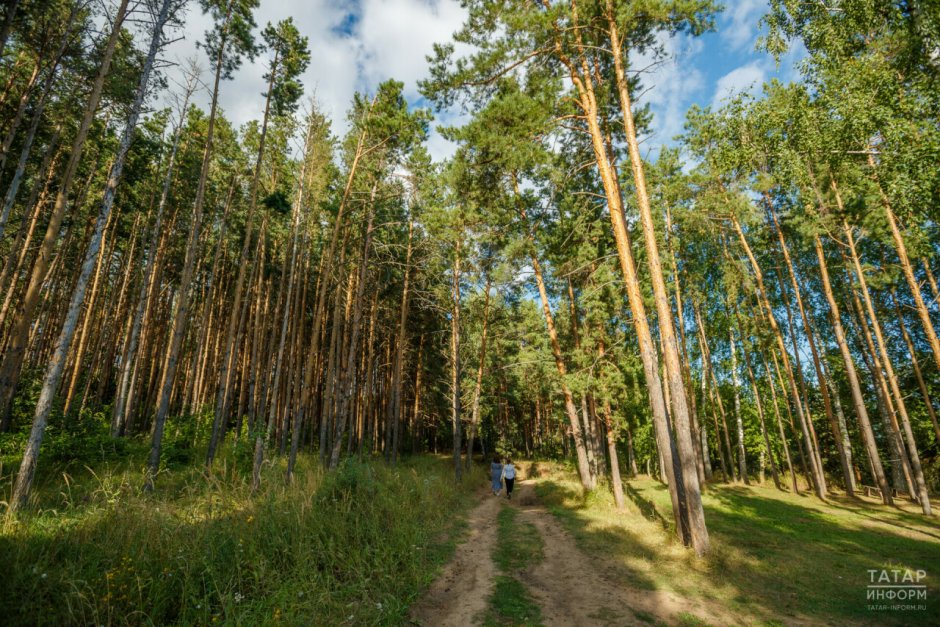 Великий лес (Минск)