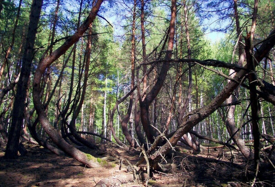 Танцующий лес Тырново Рязанская