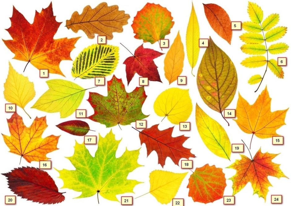 Осенние листья разных деревьев