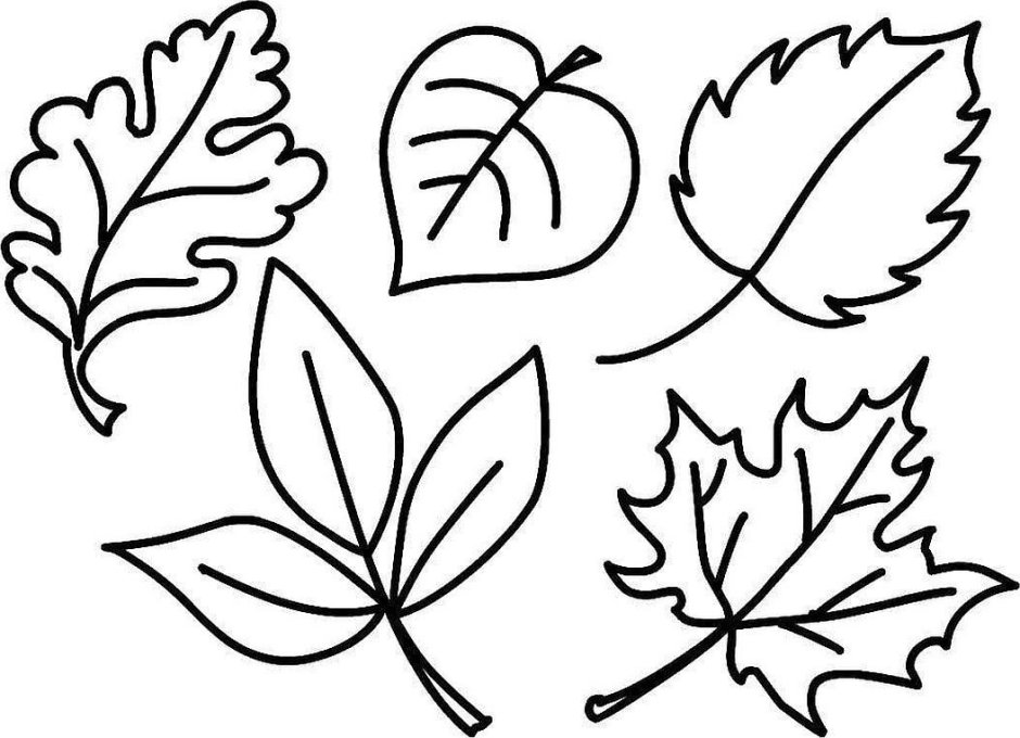 Раскраска листья деревьев для детей