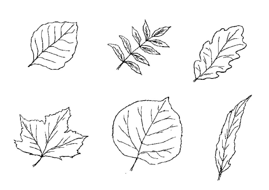 Листорасположение листьев липы