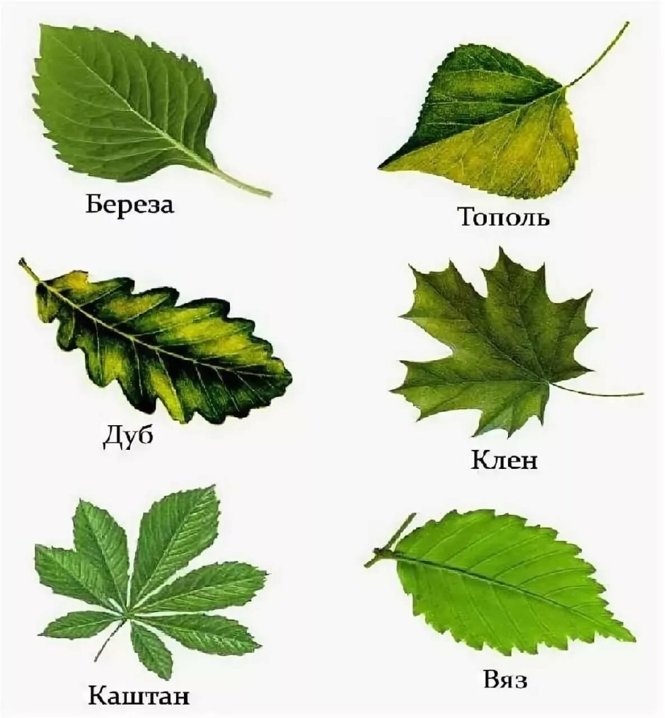 Название деревьев по листьям