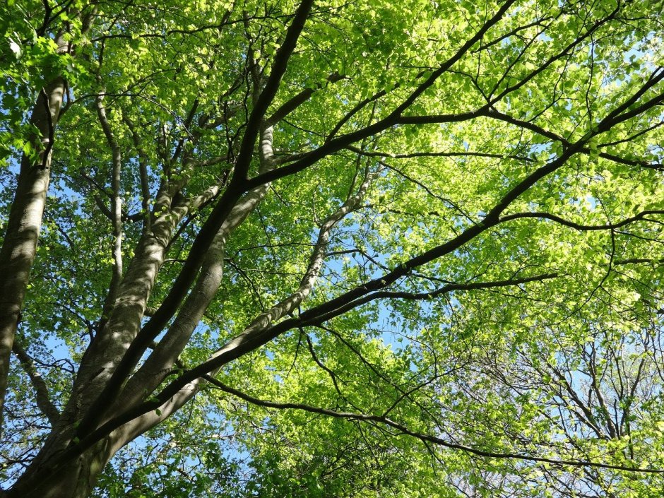 Сврорешник зелёный на дереве
