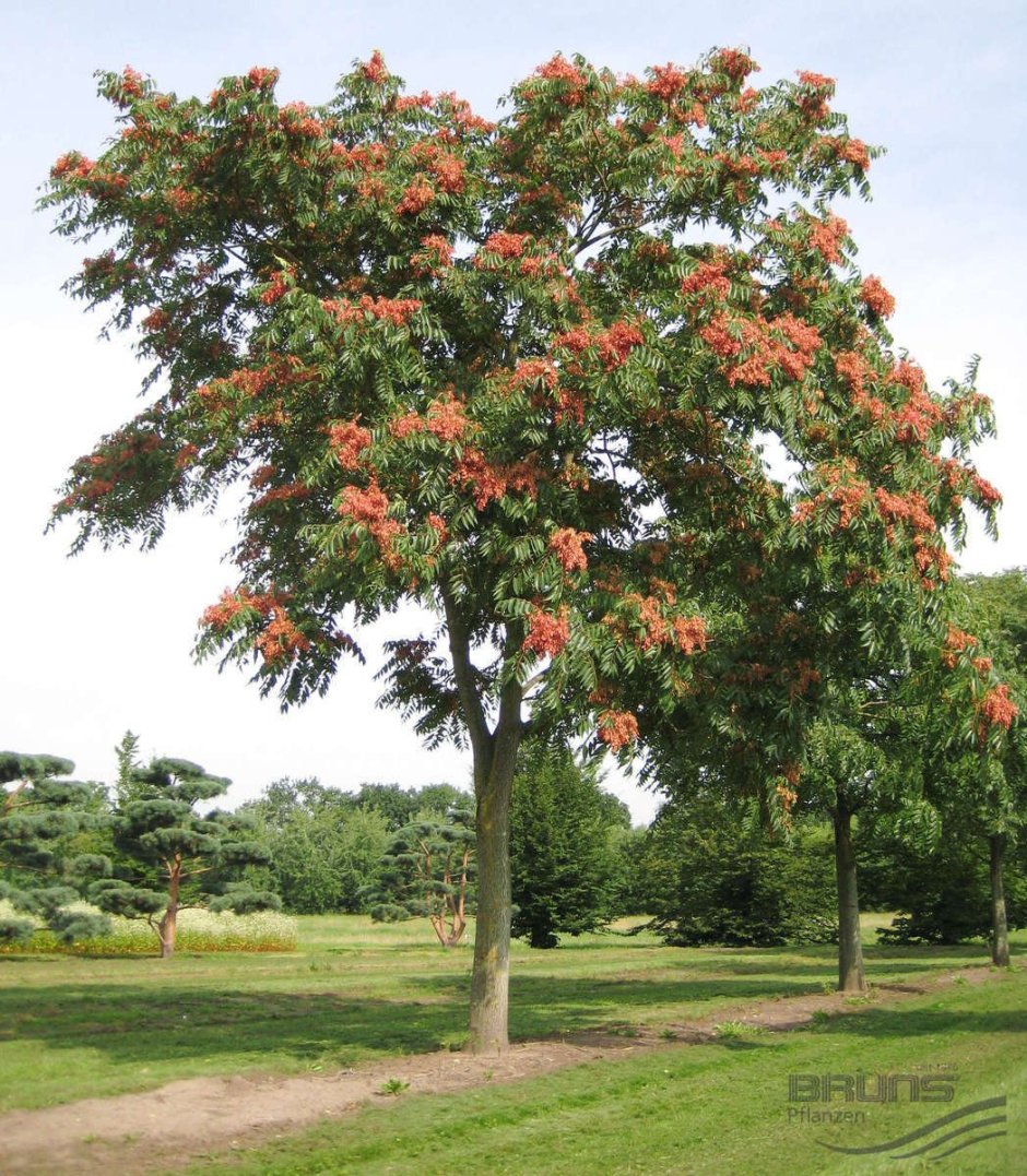 Айлант высочайший, китайский ясень (Ailanthus altissima)