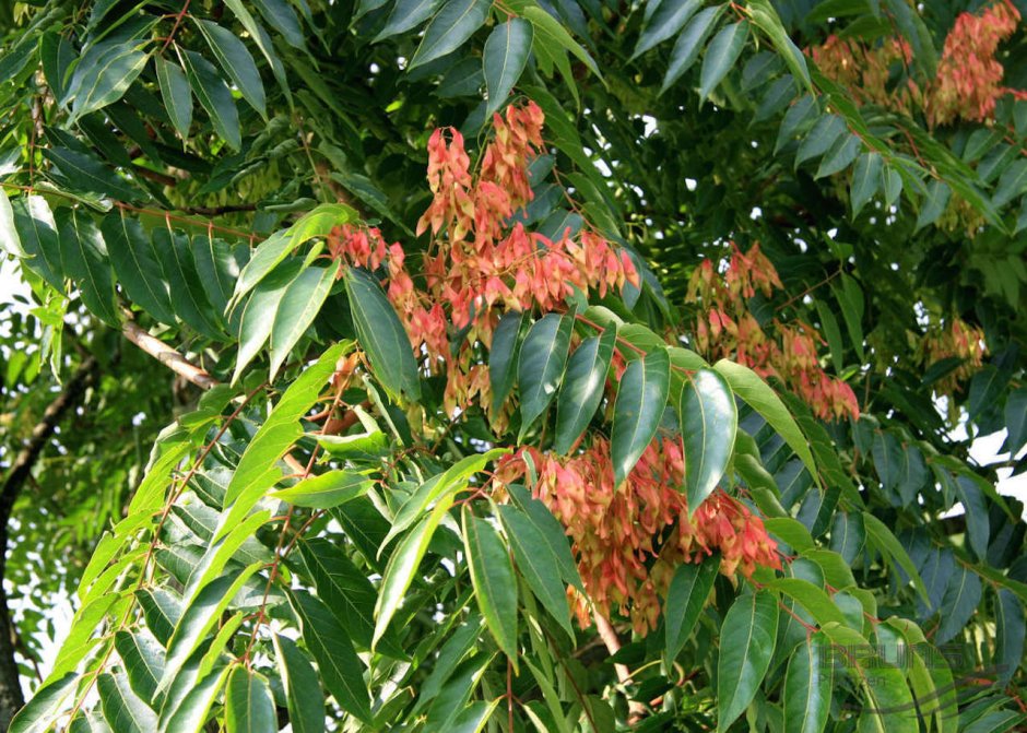 Ailanthus altissima Айлант высочайший