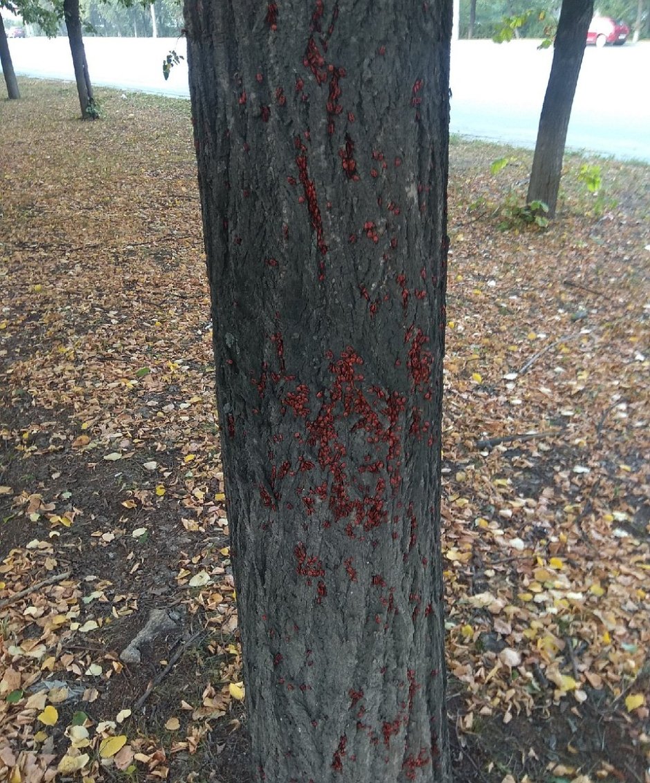 Красные жуки кучкуются на стволе дерева в Украине