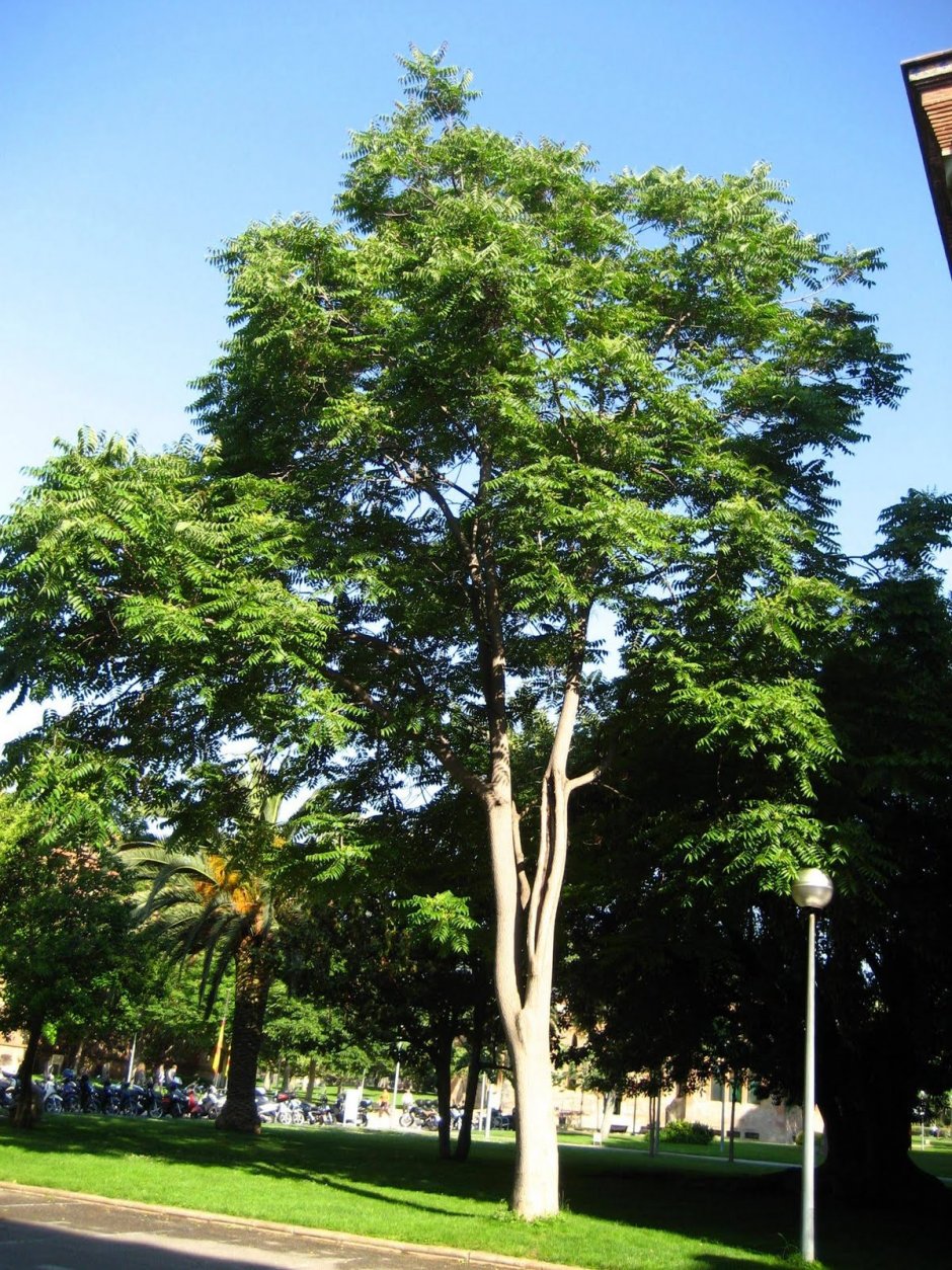 Айлант быстрорастущее дерево