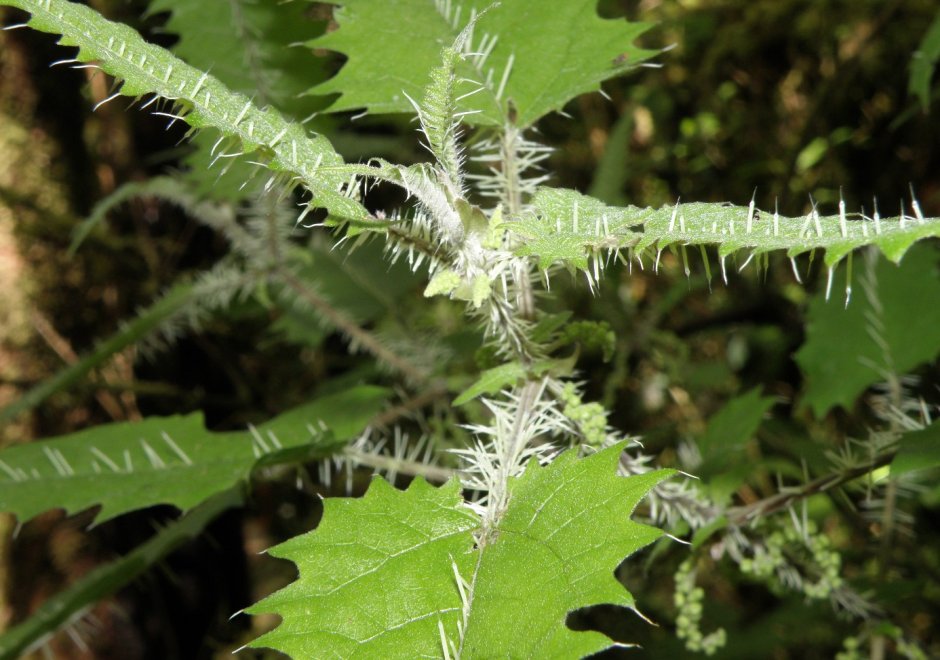 Urtica Ferox – Крапивное дерево Онгаонга