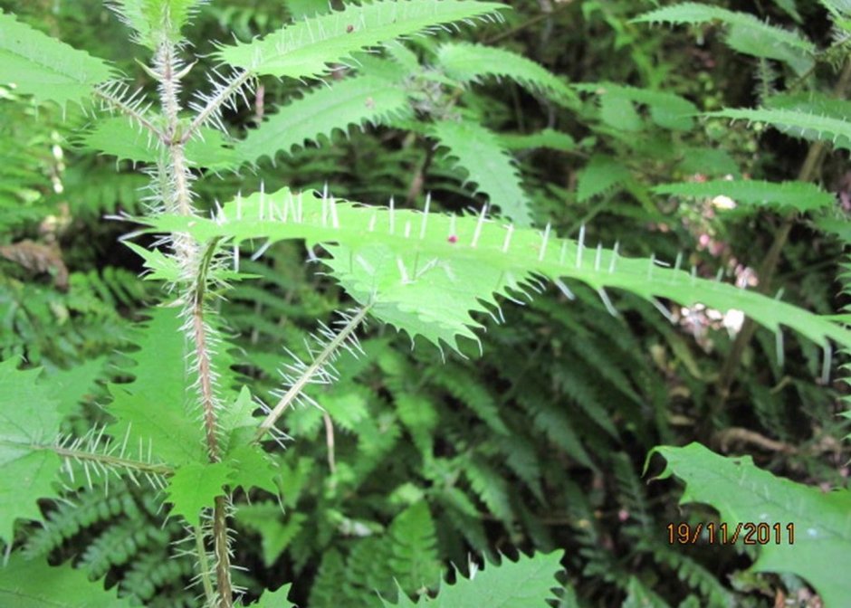 Urtica Ferox – Крапивное дерево Онгаонга