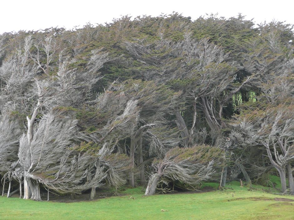 Наклонный лес в новой Зеландии