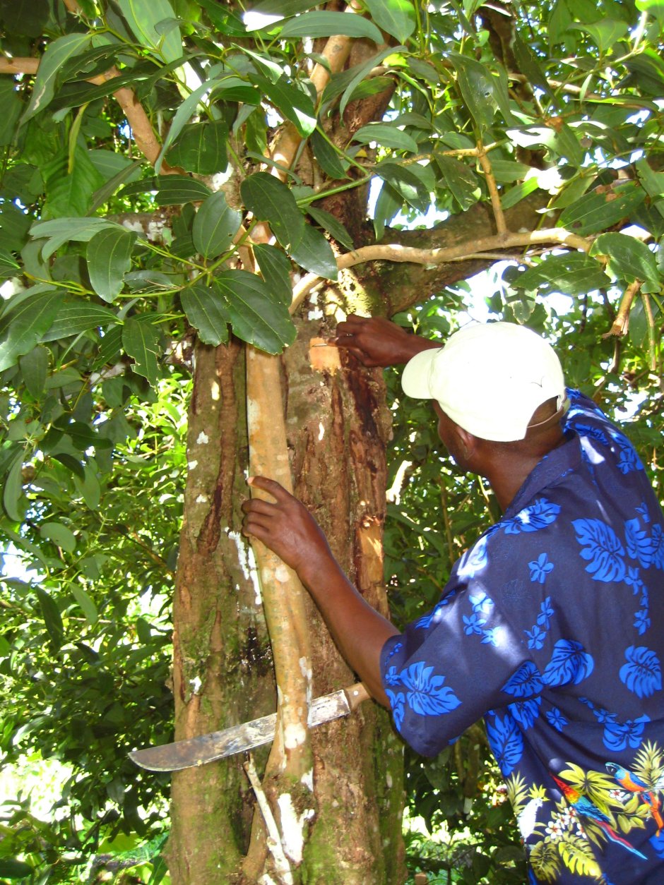 Коричное дерево (Cinnamomum zeylanicum)