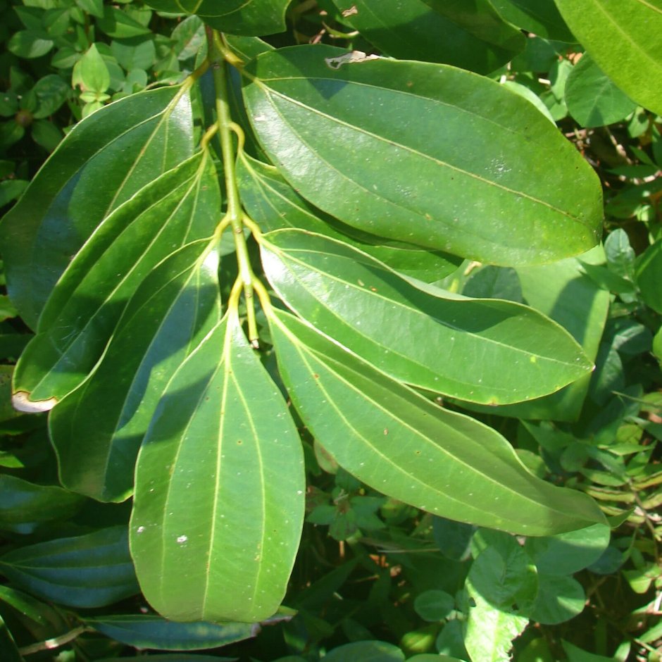 Cinnamomum zeylanicum растение