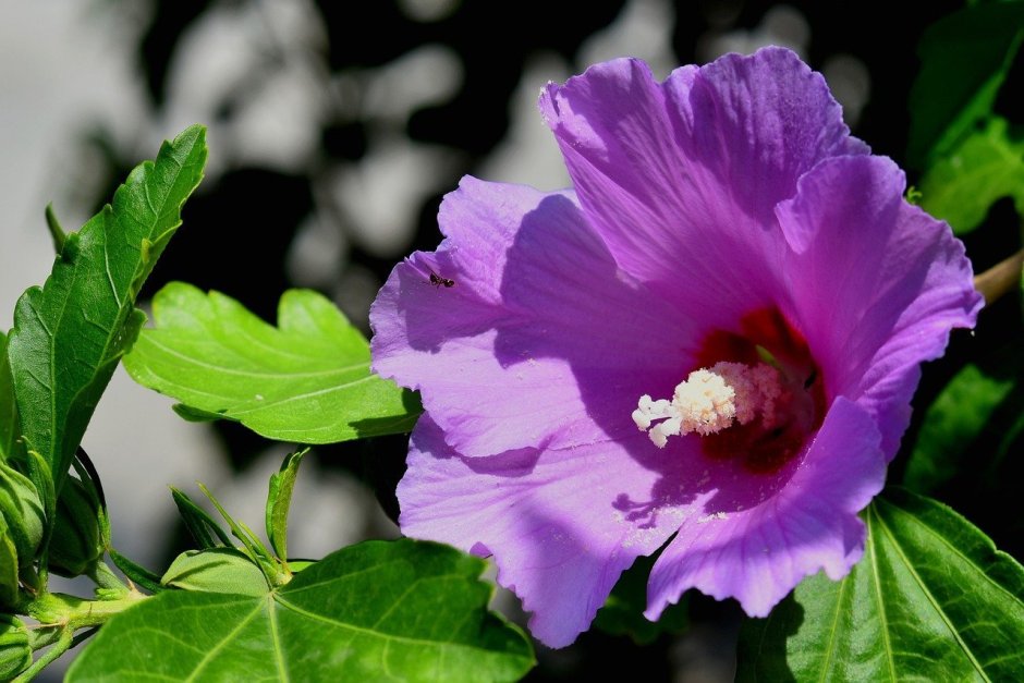 Гибискус Greek Lilac