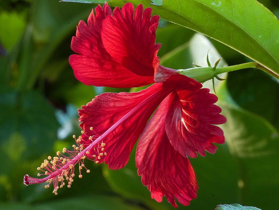 Красный цветок гибискуса