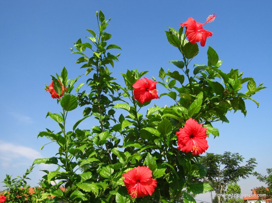 Китайская роза (Hibiscus Rosa-sinensis)