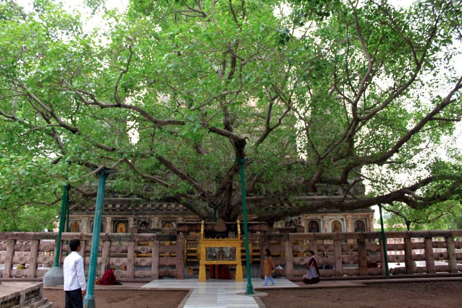 Дерево Бодхи в Бодхгае