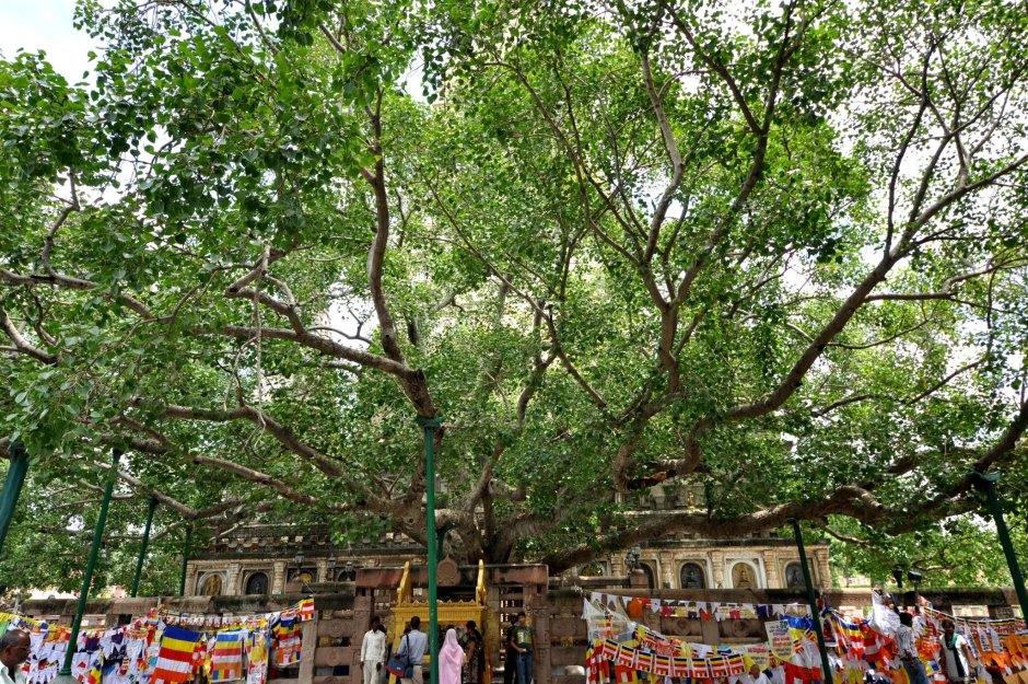 Шри Ланка дерево Будды