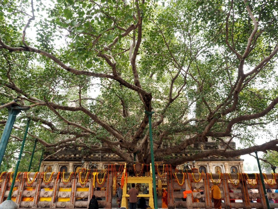 Баньян: дерево Махабодхи