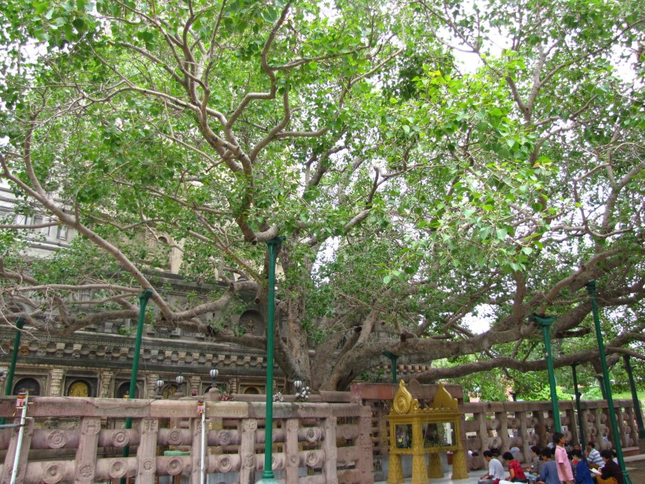 Дерево Бодхи Индия
