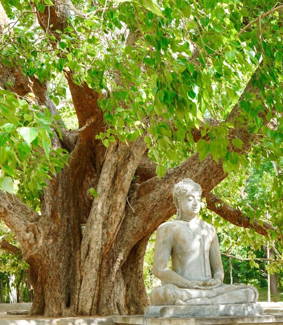 Фикус священный (дерево Бодхи)