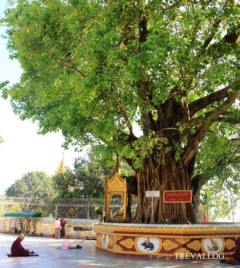 Дерево Бодхи Бодхгая