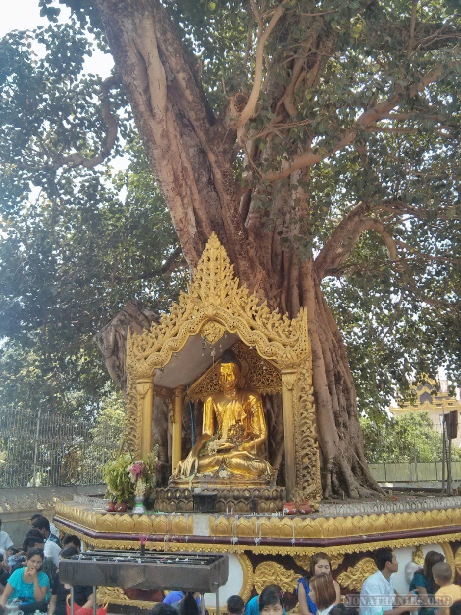 Сарнатха дерево Бодхи