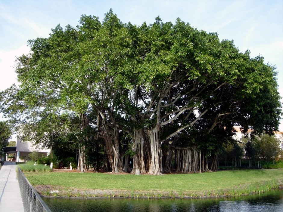 Великий Баньян дерево с самой большой в мире площадью кроны