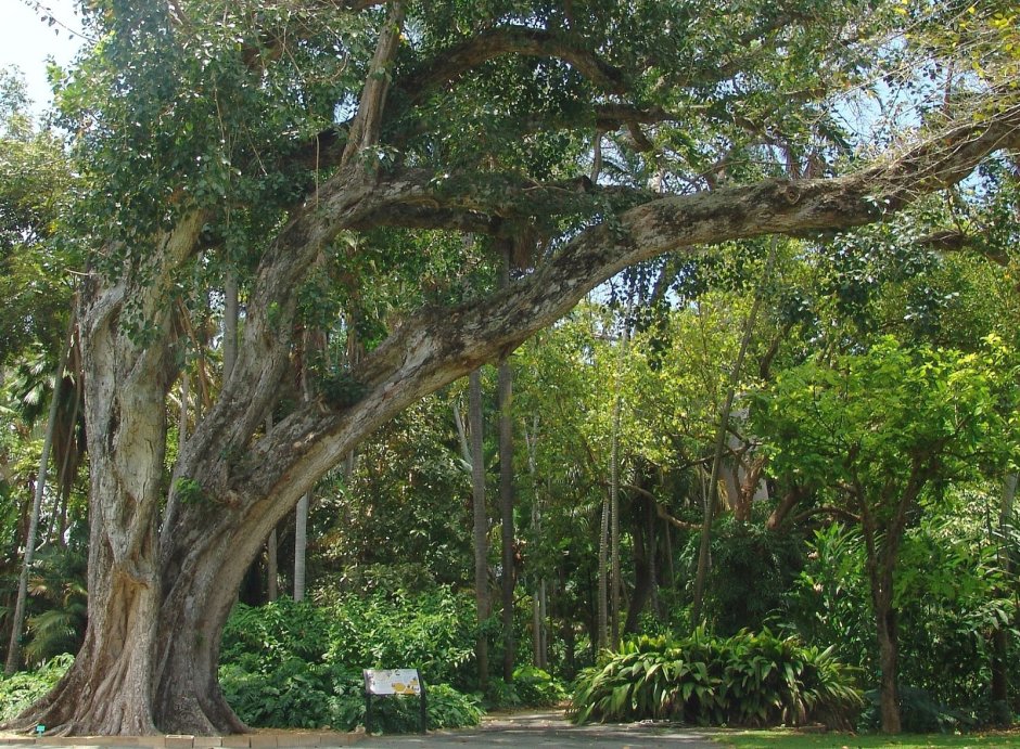 Фикус священный Эдем, религиозный, дерево Бодхи