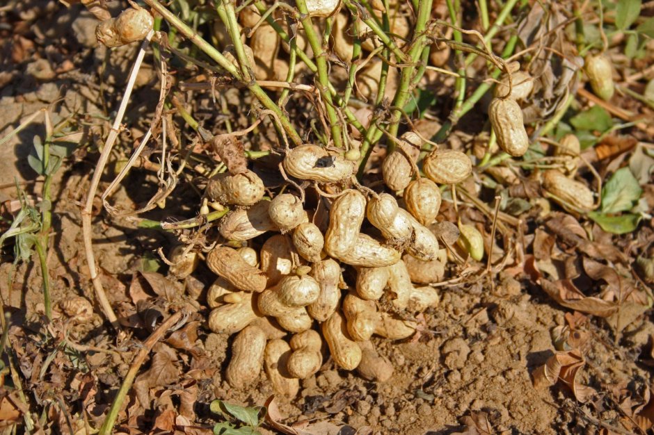 Meloidogyne arenaria арахис
