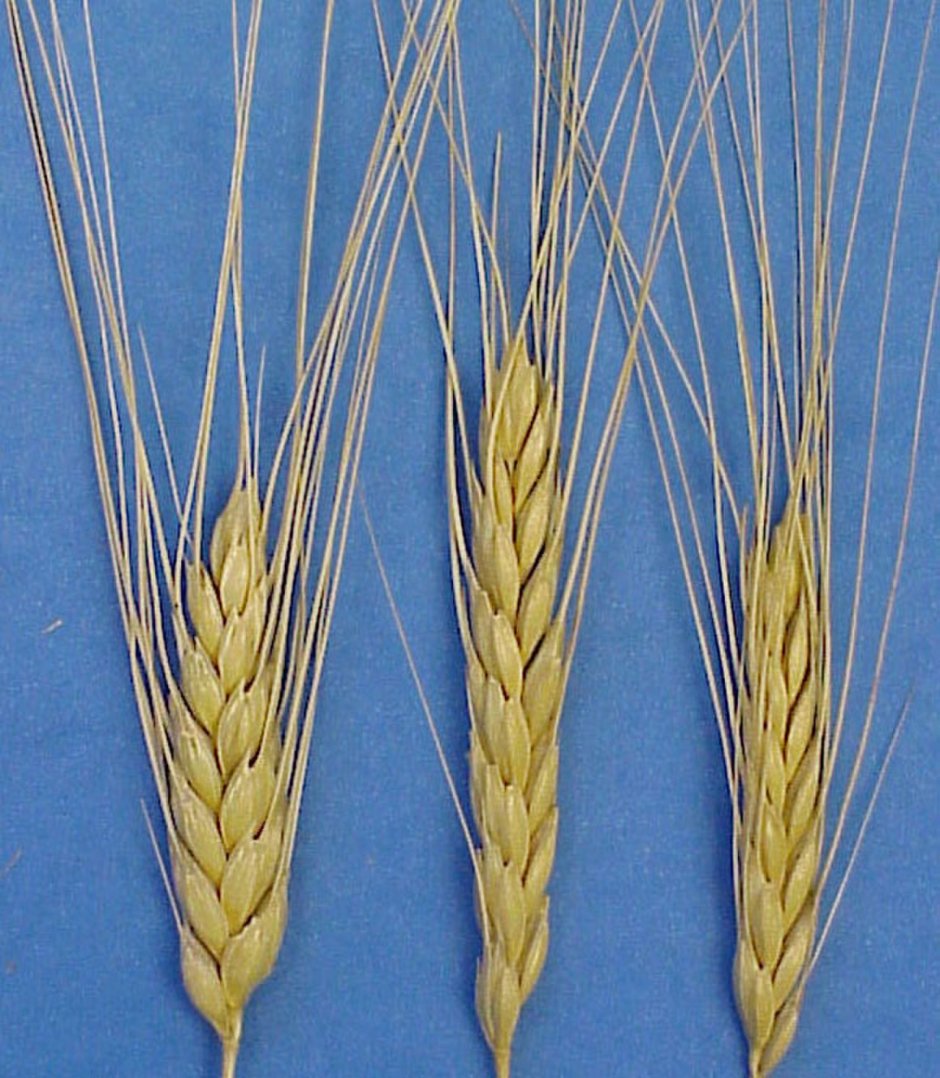 Пшеница двузернянка