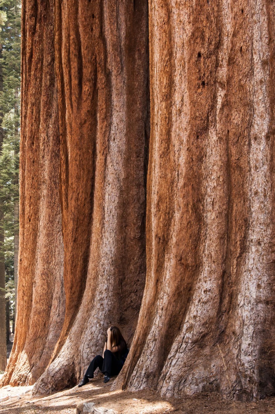 Секвойя дерево Калифорния