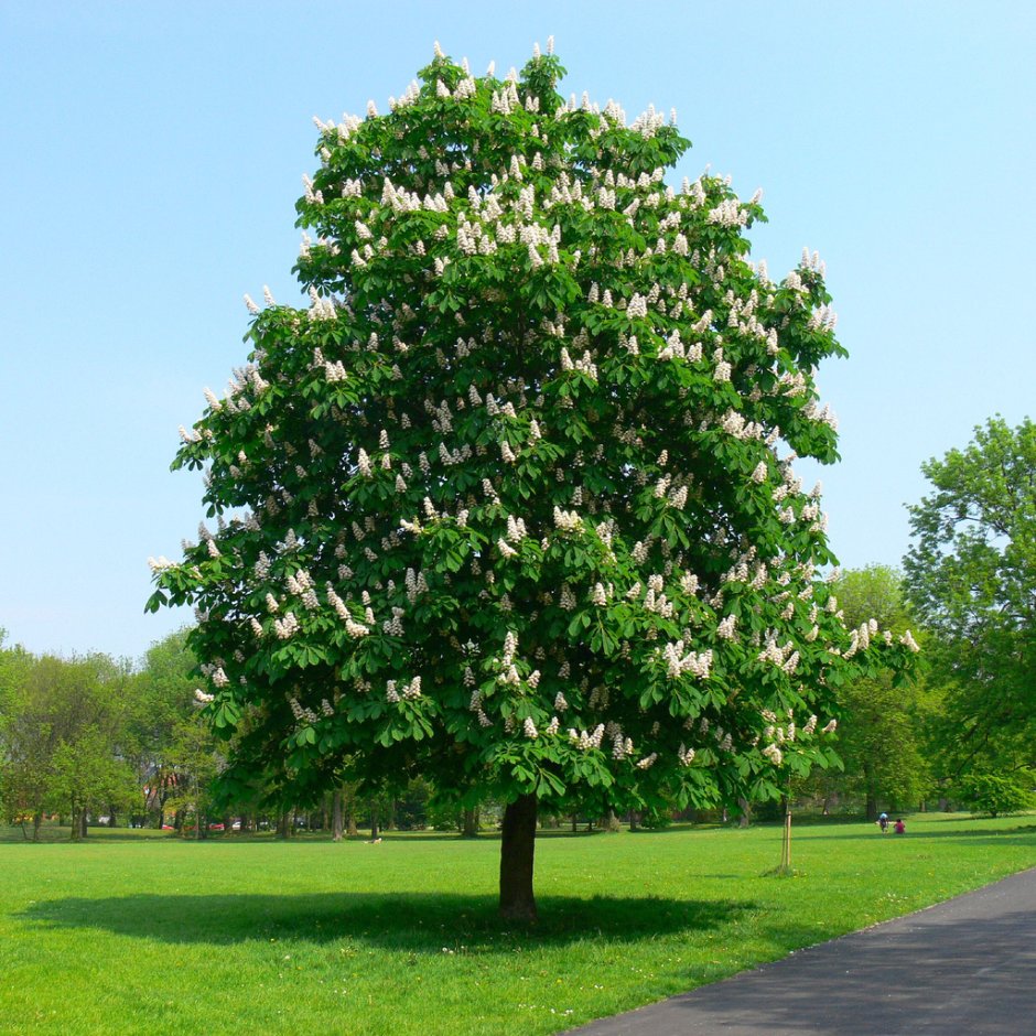 Каштан конский обыкновенный дерево