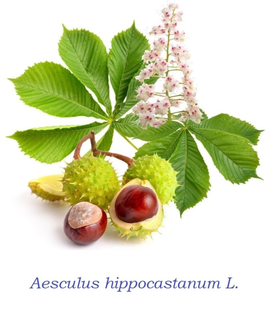 Каштан (Aesculus hippocastanum)
