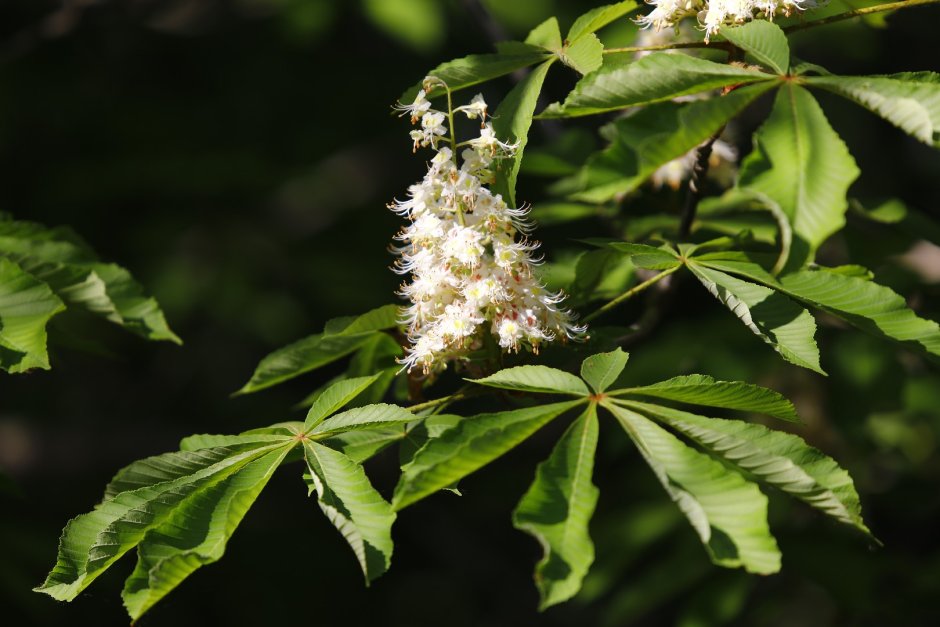 Aesculus chinensis