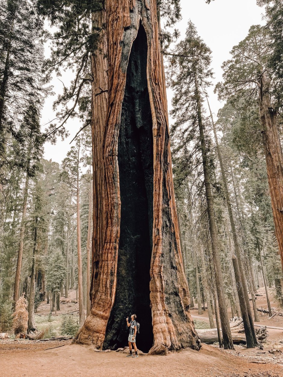 Древние деревья гиганты