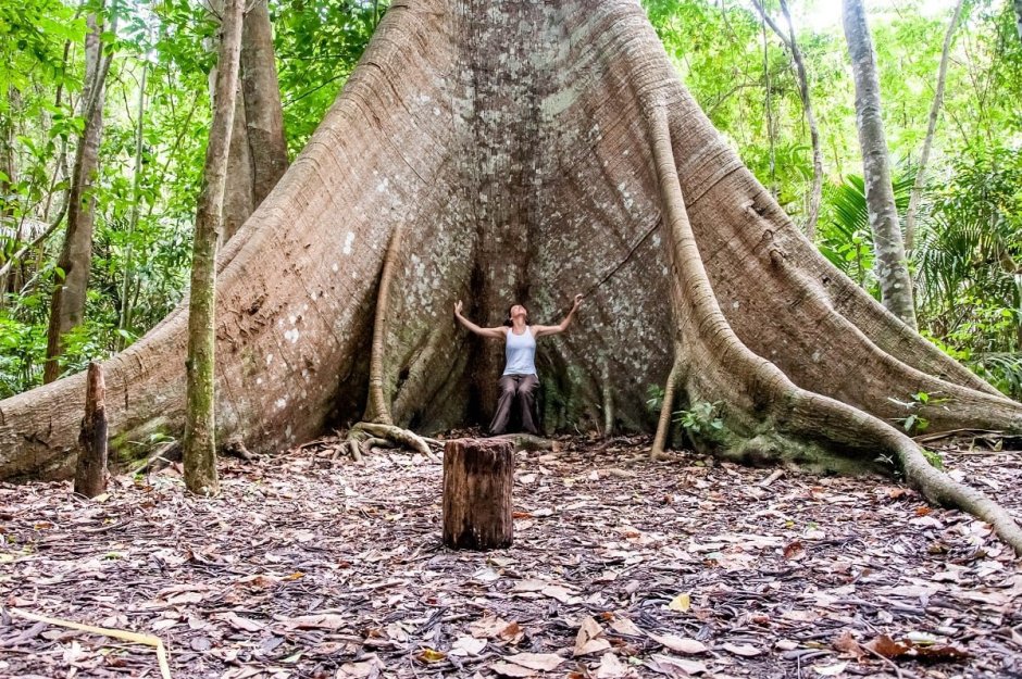 Самаума дерево амазонки