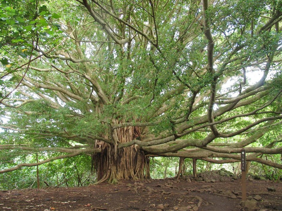 Великий Баньян дерево