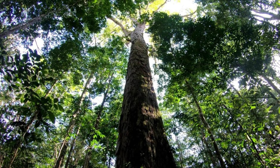 Дерево самаома Амазонка