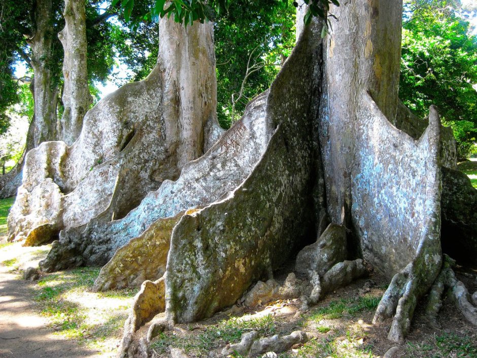 Канариум дерево