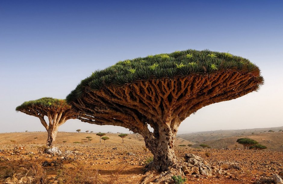 Драконовое дерево Африки