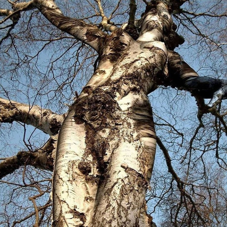 Тополь Берлинский дерево