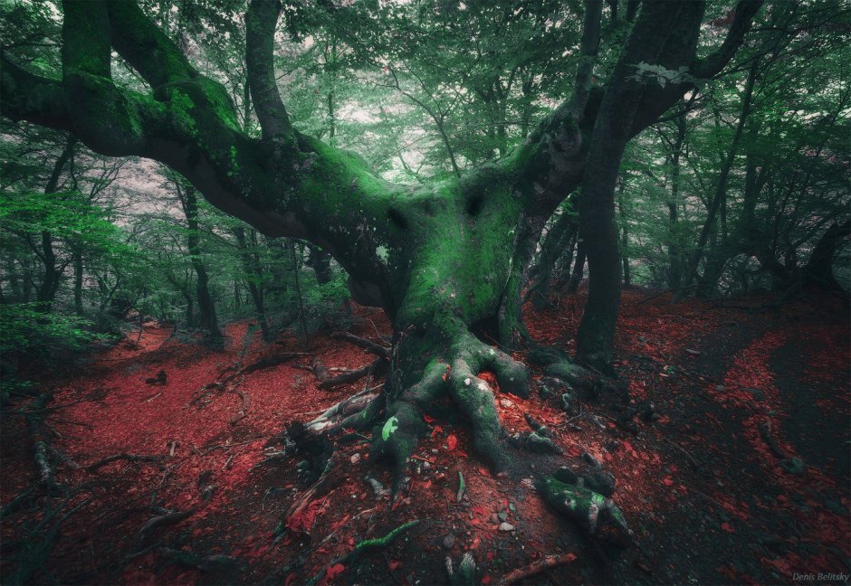 Страшные деревья в лесу