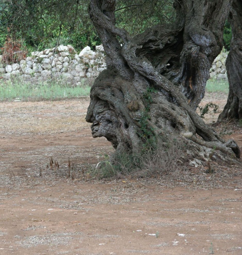 Страшное дерево