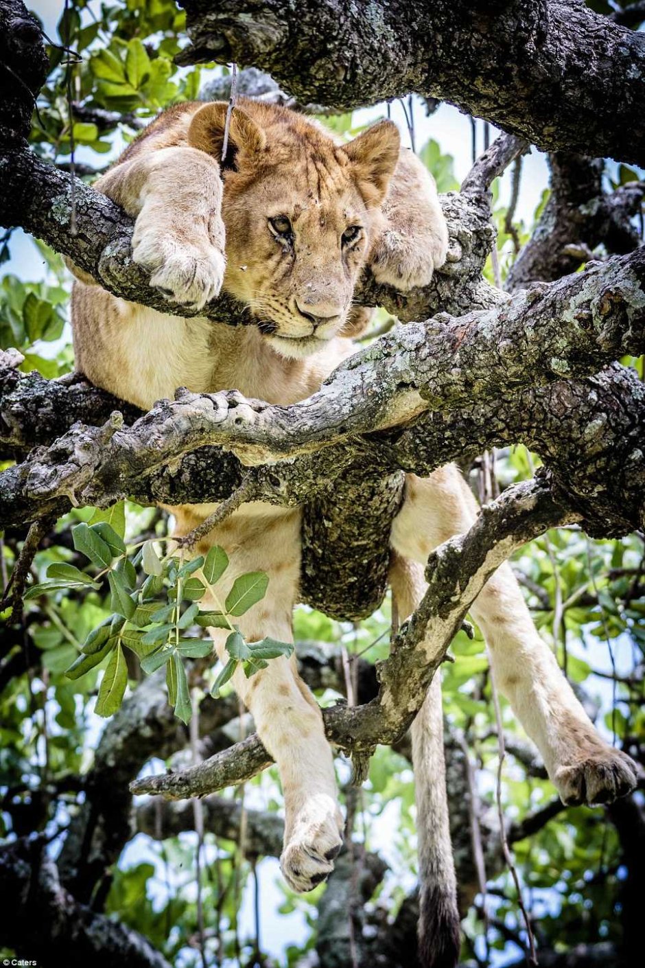 Львы лазают по деревьям
