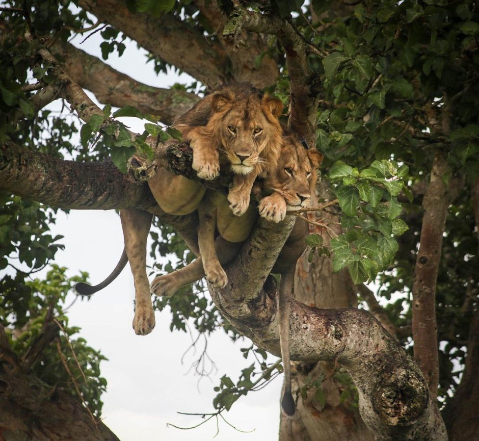 Лев на дереве фото