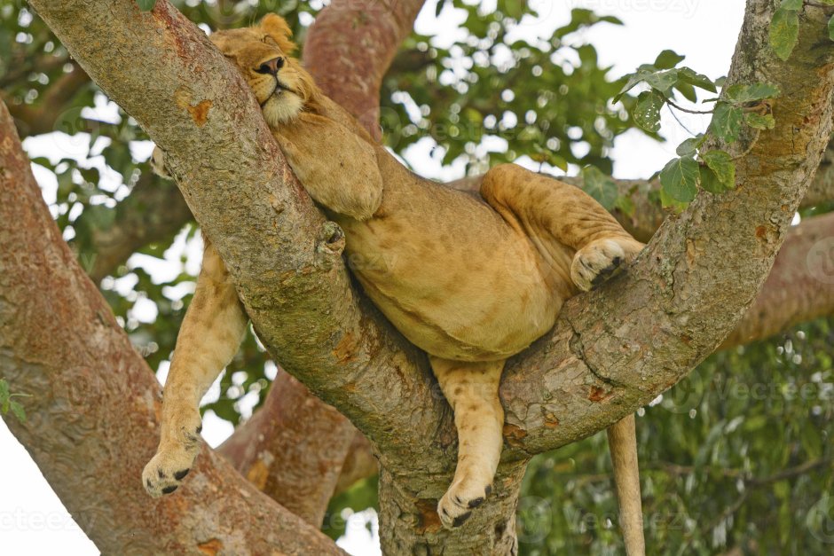 Львы умеют лазить по деревьям